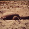 Tartaruga di sabbia